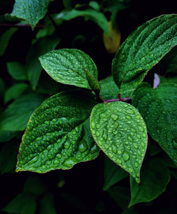 obrazek prezentujacy