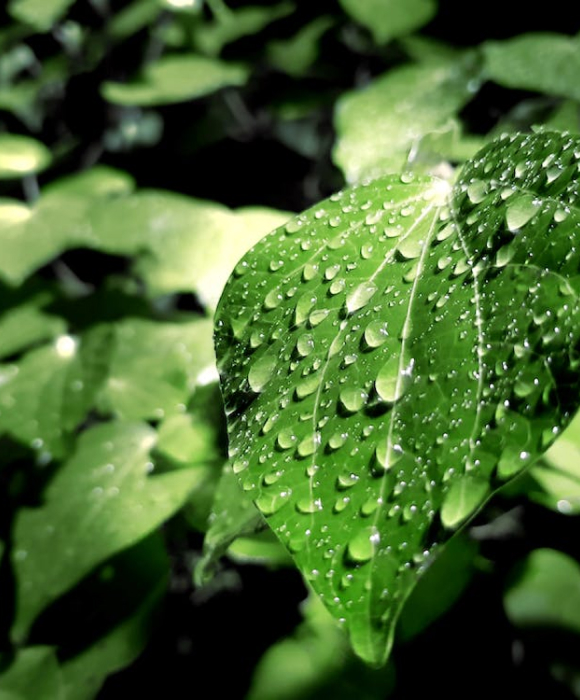 obrazek prezentujacy